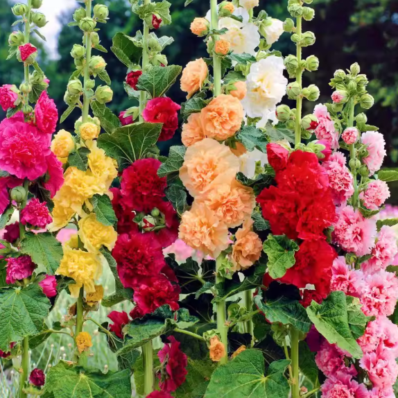 🌸Hollyhock Seeds — Grows Up to 2 Meters Tall