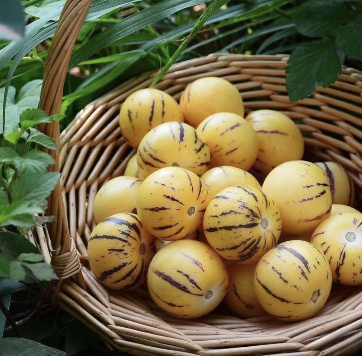 🍈 Pepino Melon — Grow Your Own “Ginseng Fruit”
