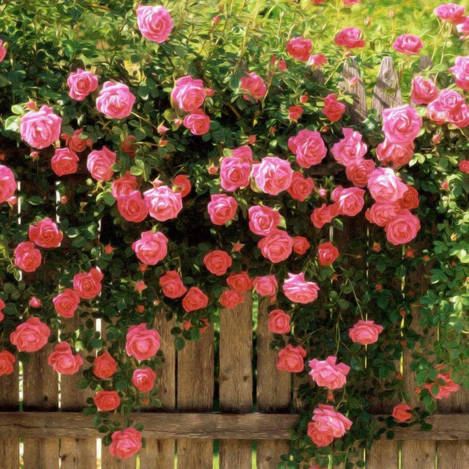 Rose Rampicanti 🌹 Semi Facili da Coltivare per Muri, Balconi e Giardini