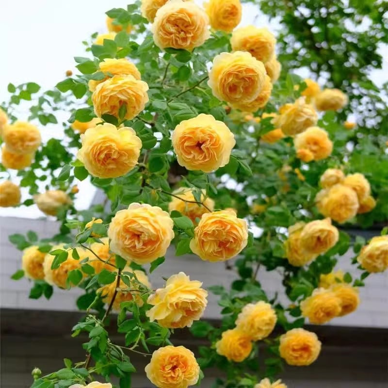Rose Rampicanti 🌹 Semi Facili da Coltivare per Muri, Balconi e Giardini