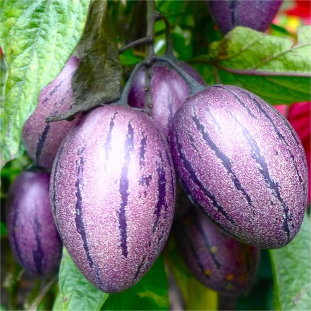 🍈 Pepino Melon — Grow Your Own “Ginseng Fruit”