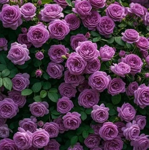 Rose Rampicanti 🌹 Semi Facili da Coltivare per Muri, Balconi e Giardini