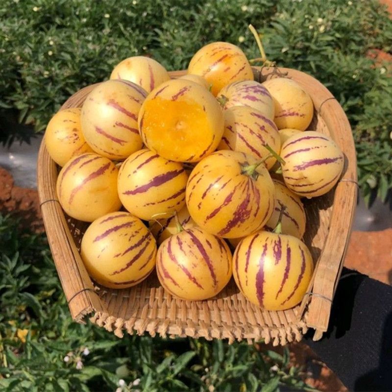 🍈 Pepino Melon — Grow Your Own “Ginseng Fruit”