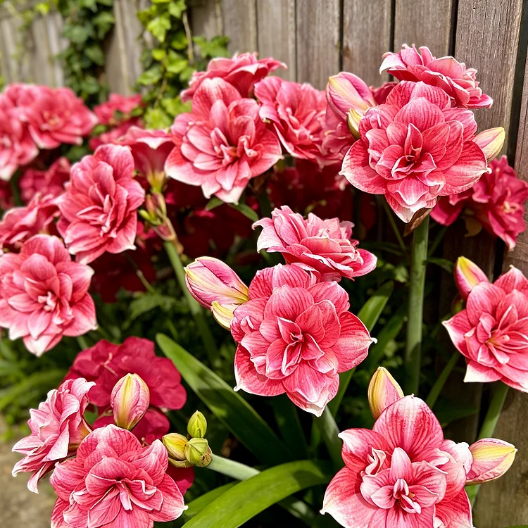 🌺 Bulbi di Amaryllis a Doppio Profumo — Fioritura in 40 Giorni