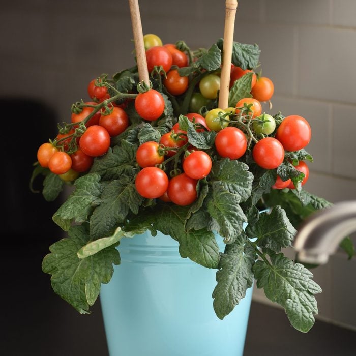 Vegetable Plants