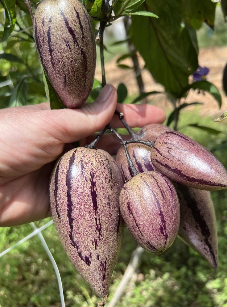 🍈 Pepino Melon — Grow Your Own “Ginseng Fruit”