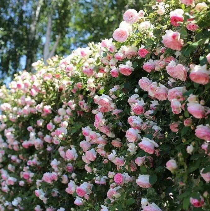 Rose Rampicanti 🌹 Semi Facili da Coltivare per Muri, Balconi e Giardini