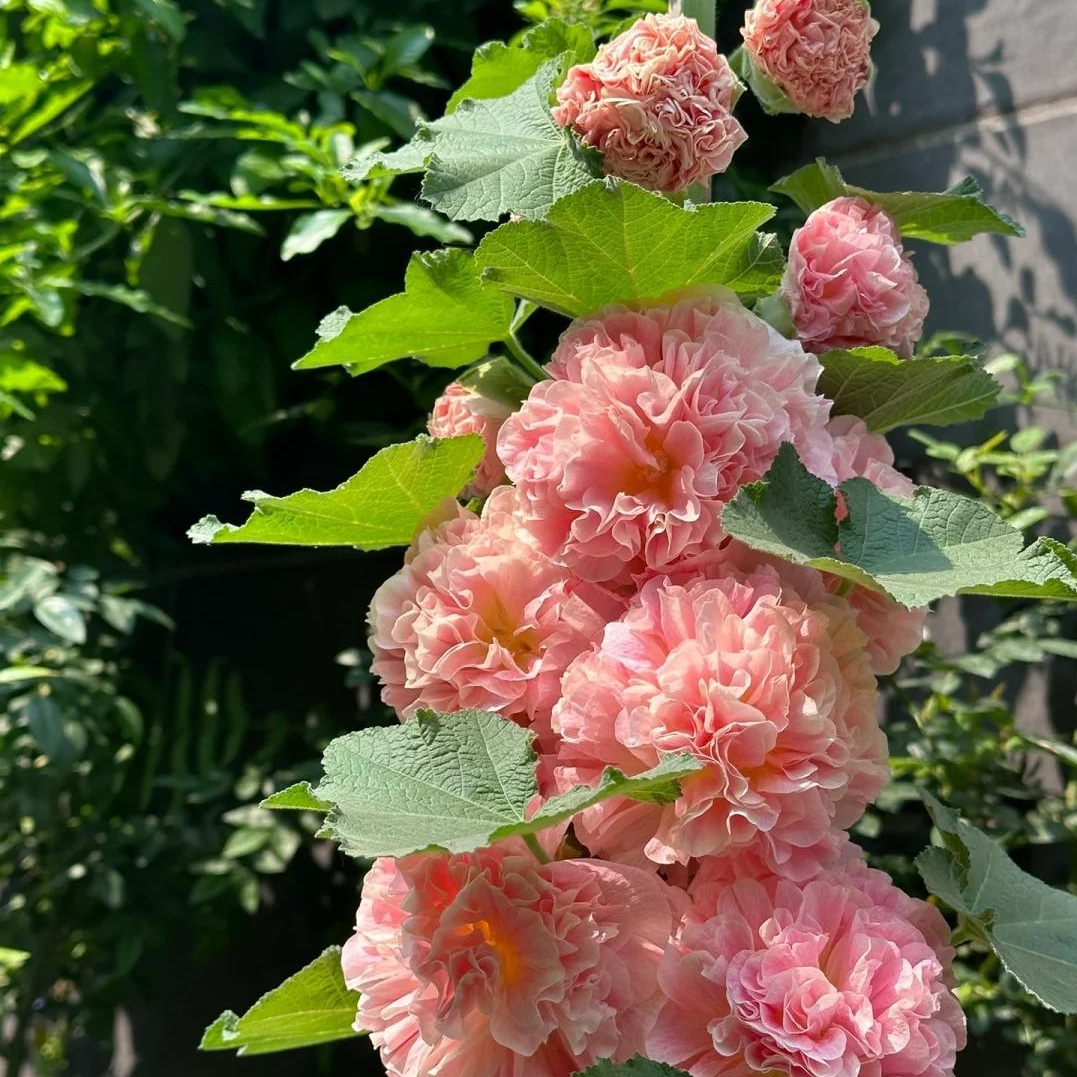 🌸Hollyhock Seeds — Grows Up to 2 Meters Tall
