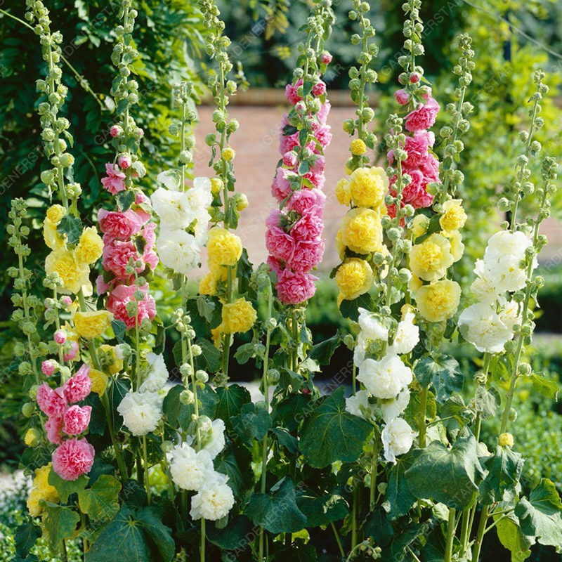 🌸Hollyhock Seeds — Grows Up to 2 Meters Tall