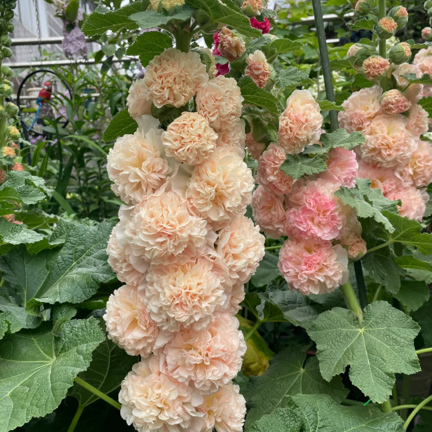 🌸Hollyhock Seeds — Grows Up to 2 Meters Tall
