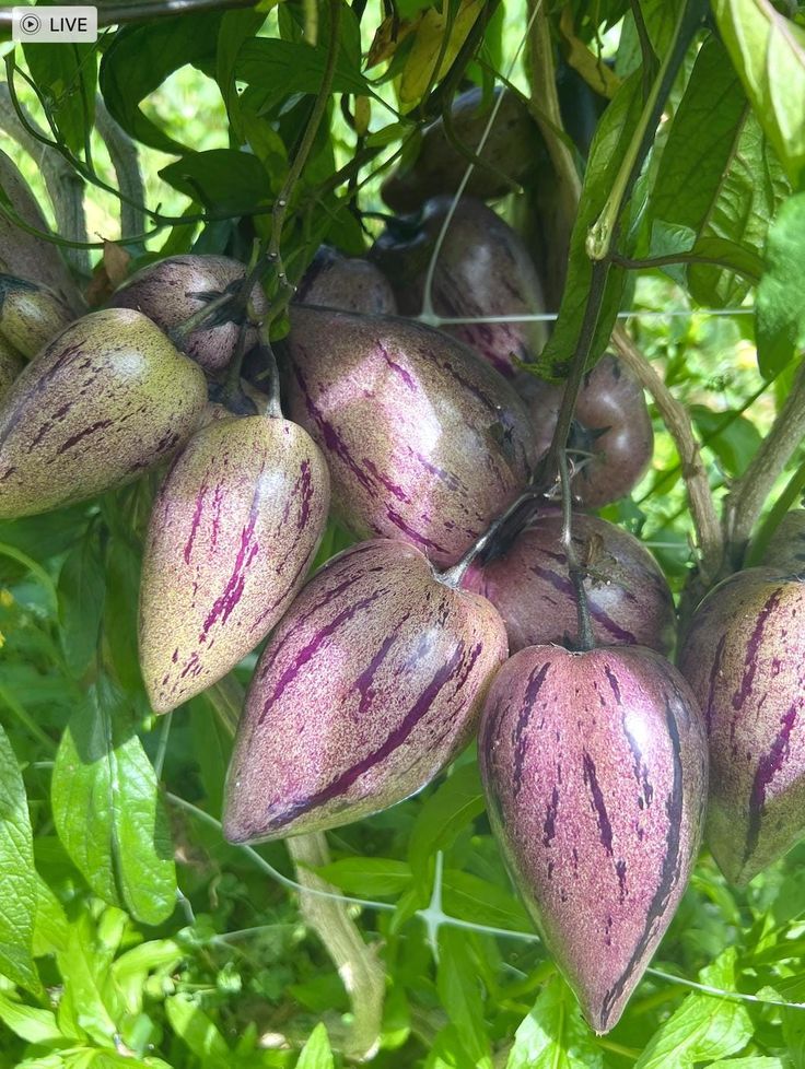 🍈 Pepino Melon — Grow Your Own “Ginseng Fruit”