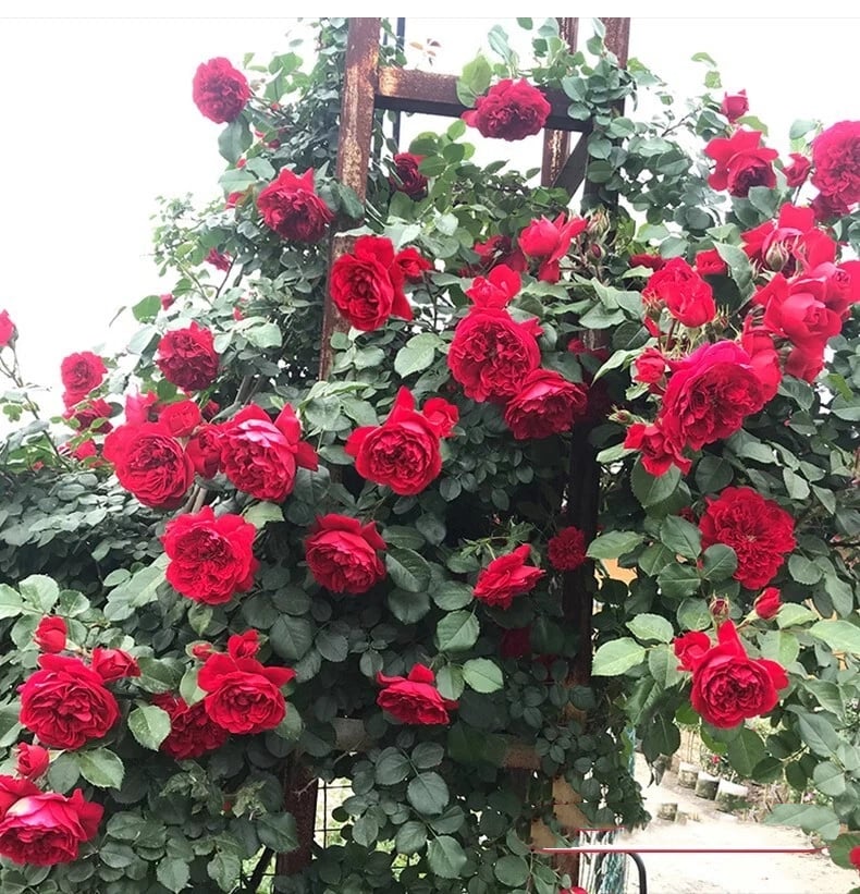 Rose Rampicanti 🌹 Semi Facili da Coltivare per Muri, Balconi e Giardini