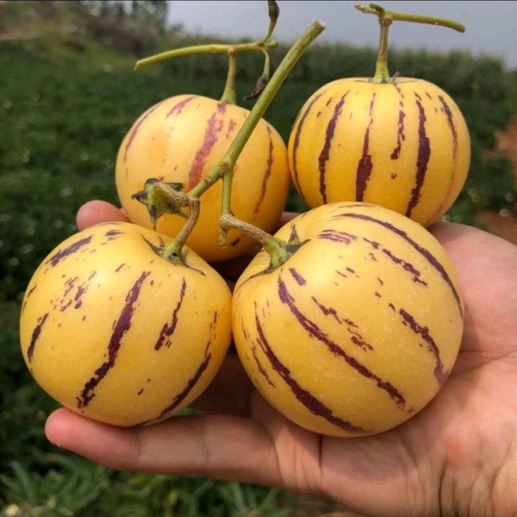 🍈 Pepino Melon — Grow Your Own “Ginseng Fruit”