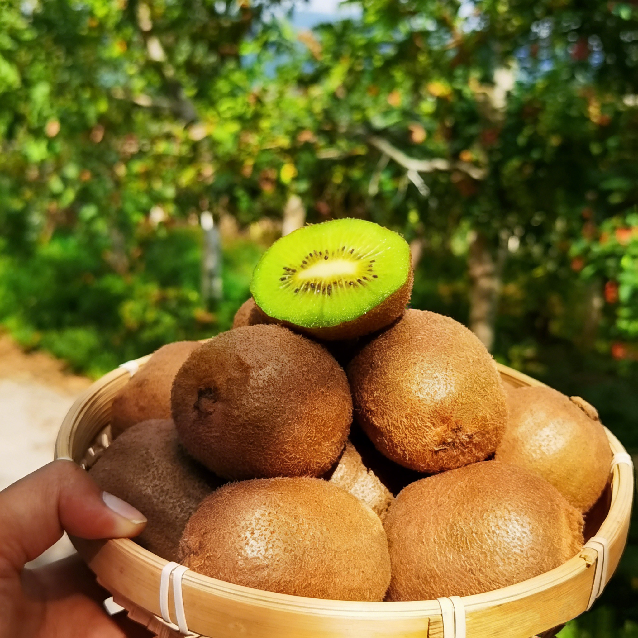 Super Sweet Juicy Kiwi Growing Kit for Home Gardens