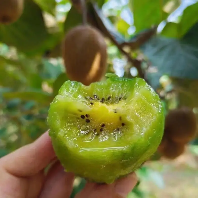 Super Sweet Juicy Kiwi Growing Kit for Home Gardens