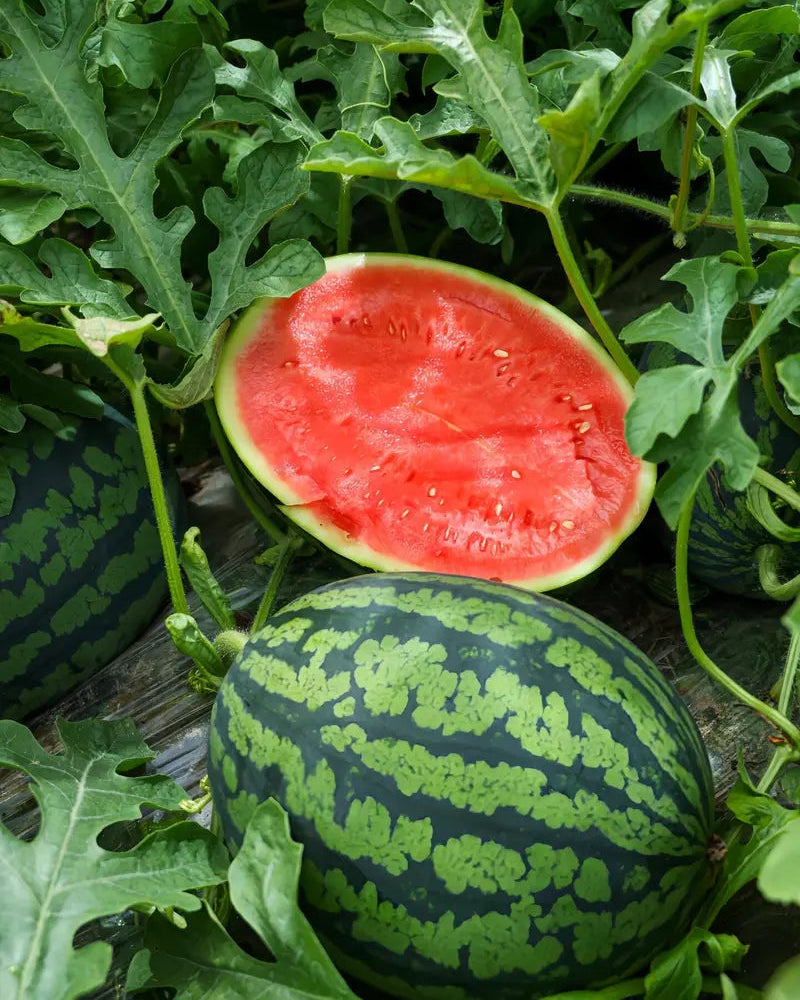 250 Pcs Lazy Seedless Watermelon for Planting