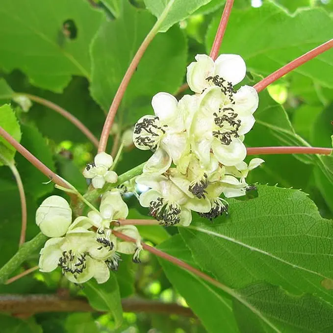 Super Sweet Juicy Kiwi Growing Kit for Home Gardens