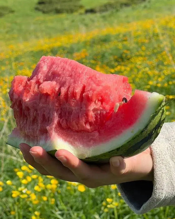 250 Pcs Lazy Seedless Watermelon for Planting