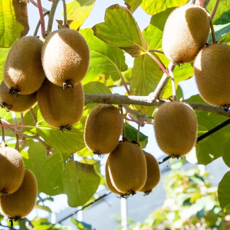 Super Sweet Juicy Kiwi Growing Kit for Home Gardens