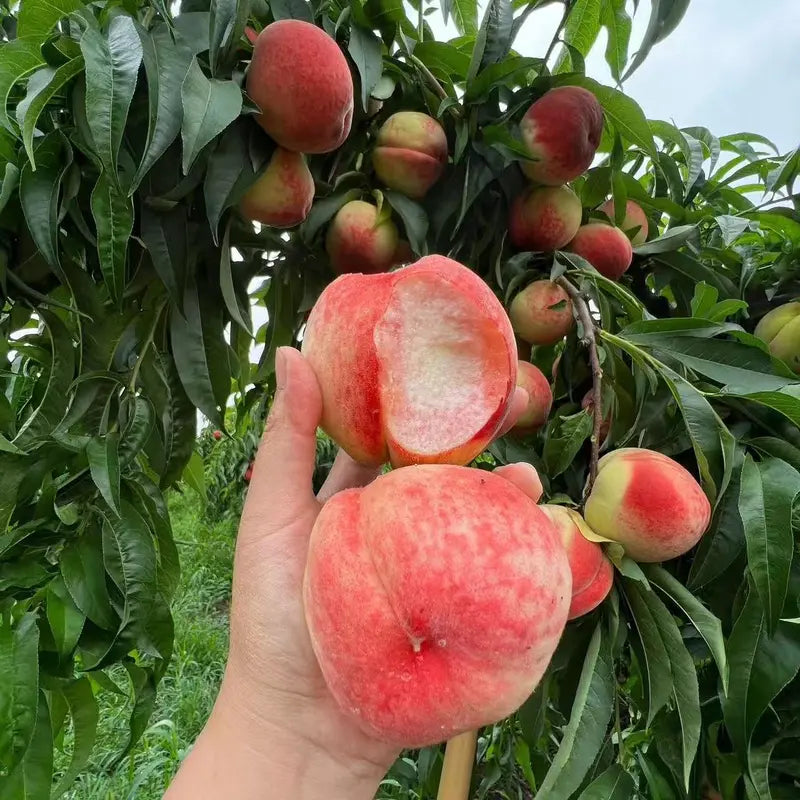 Ultra-Sweet Juicy Peach Tree Planting Kit