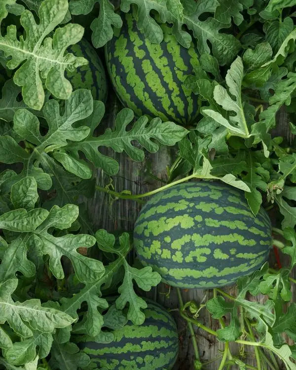 250 Pcs Lazy Seedless Watermelon for Planting