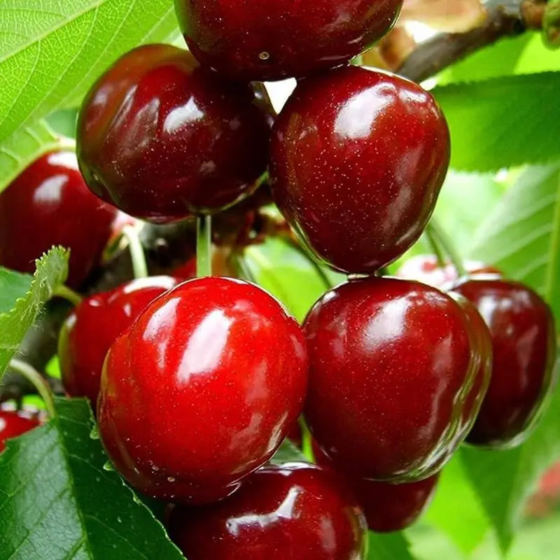 Black Cherry Plant Kit – American & Chilean Varieties for Home Garden