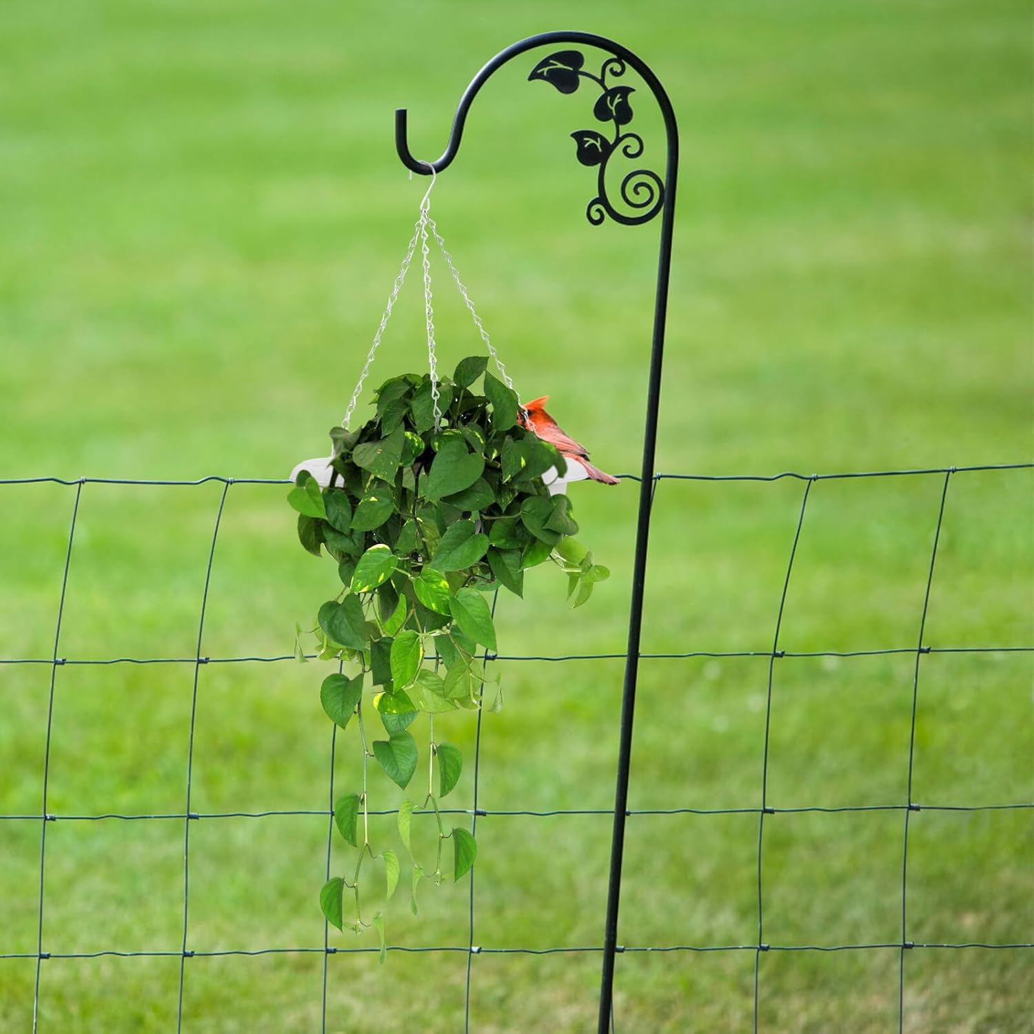 Iron Hanging Planters with White Resin Pots and Trays
