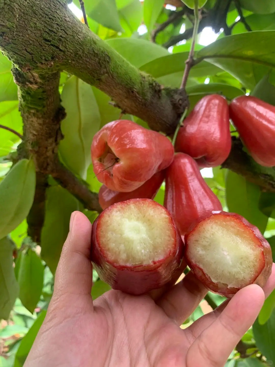 🍃 Graines de jamrosat : Faibles en sucre, juteuses à souhait, pour une douceur sans culpabilité
