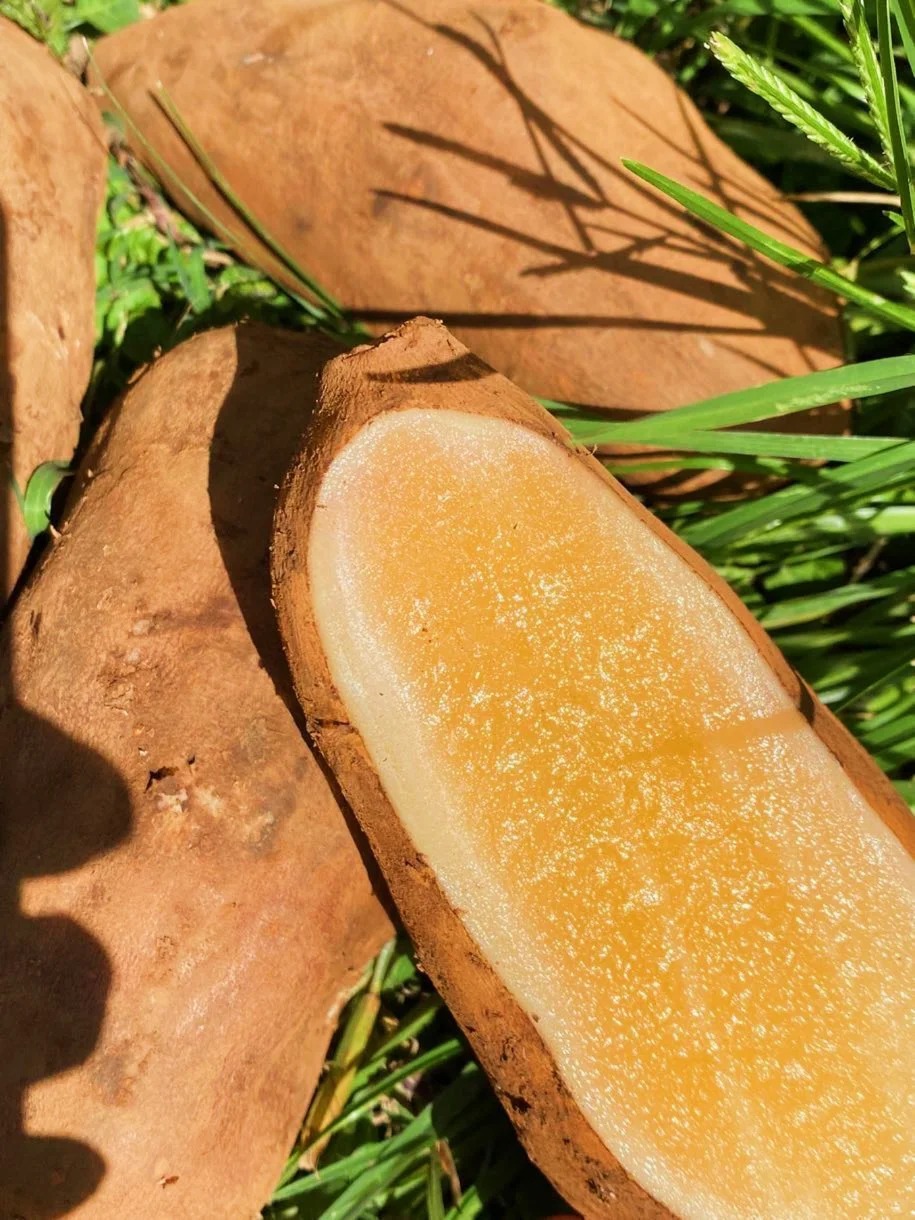 🌱 Graines de yacon bio – Peu sucré, bon pour le ventre 🦠