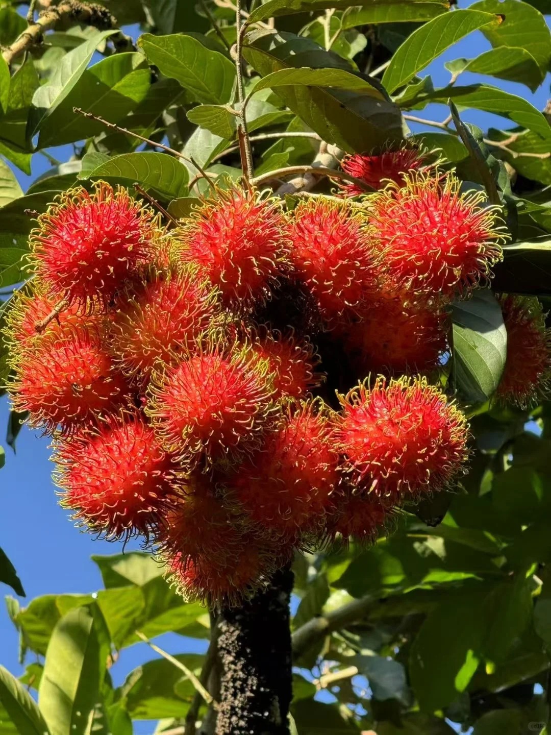 Rambutan | Fruit tropical exotique · Doux et juteux · Saveur rappelant le litchi 🍈🌴