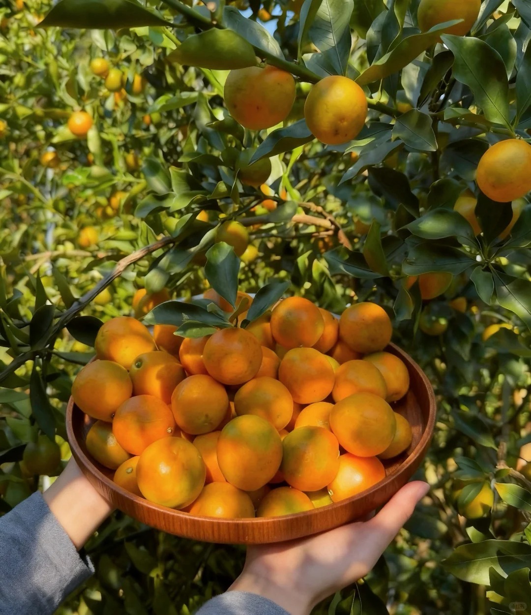 🍊 Graines de kumquat premium – Cultivez chez vous des agrumes nains 🍋, doux et parfumés 🌸✨