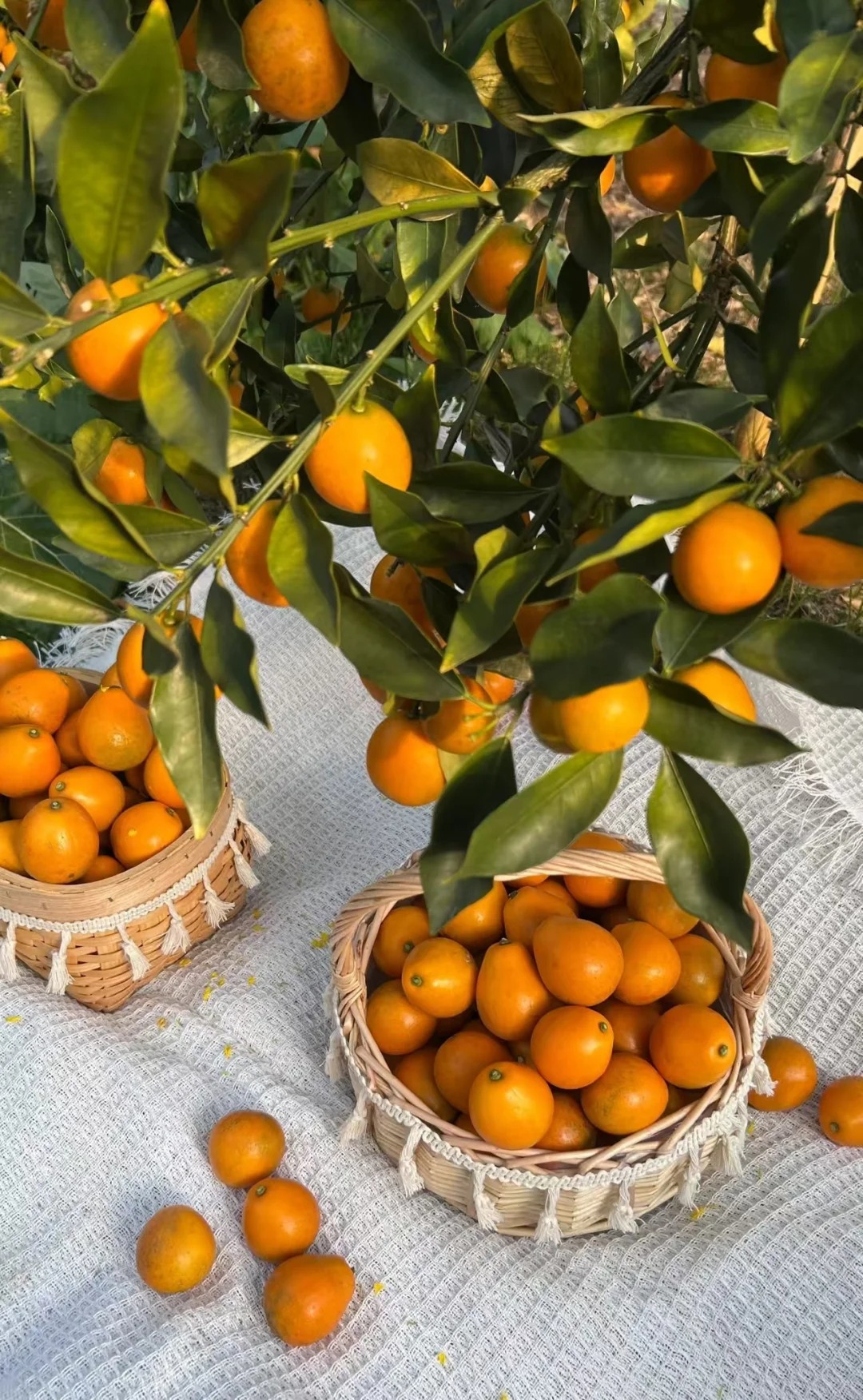 🍊 Graines de kumquat premium – Cultivez chez vous des agrumes nains 🍋, doux et parfumés 🌸✨