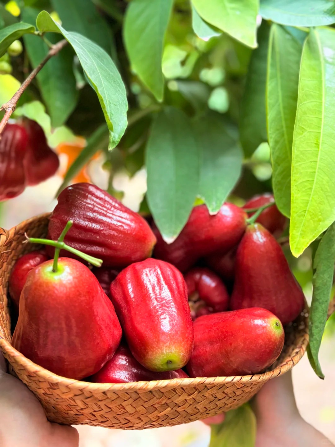 🍃 Graines de jamrosat : Faibles en sucre, juteuses à souhait, pour une douceur sans culpabilité