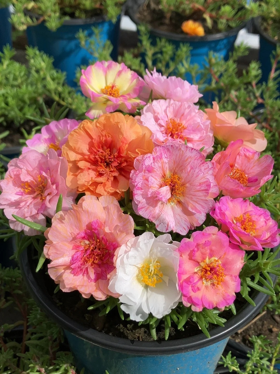 🌸 Graines de Moss Rose – 🌿 Vivace / Grandes fleurs / Facile à cultiver
