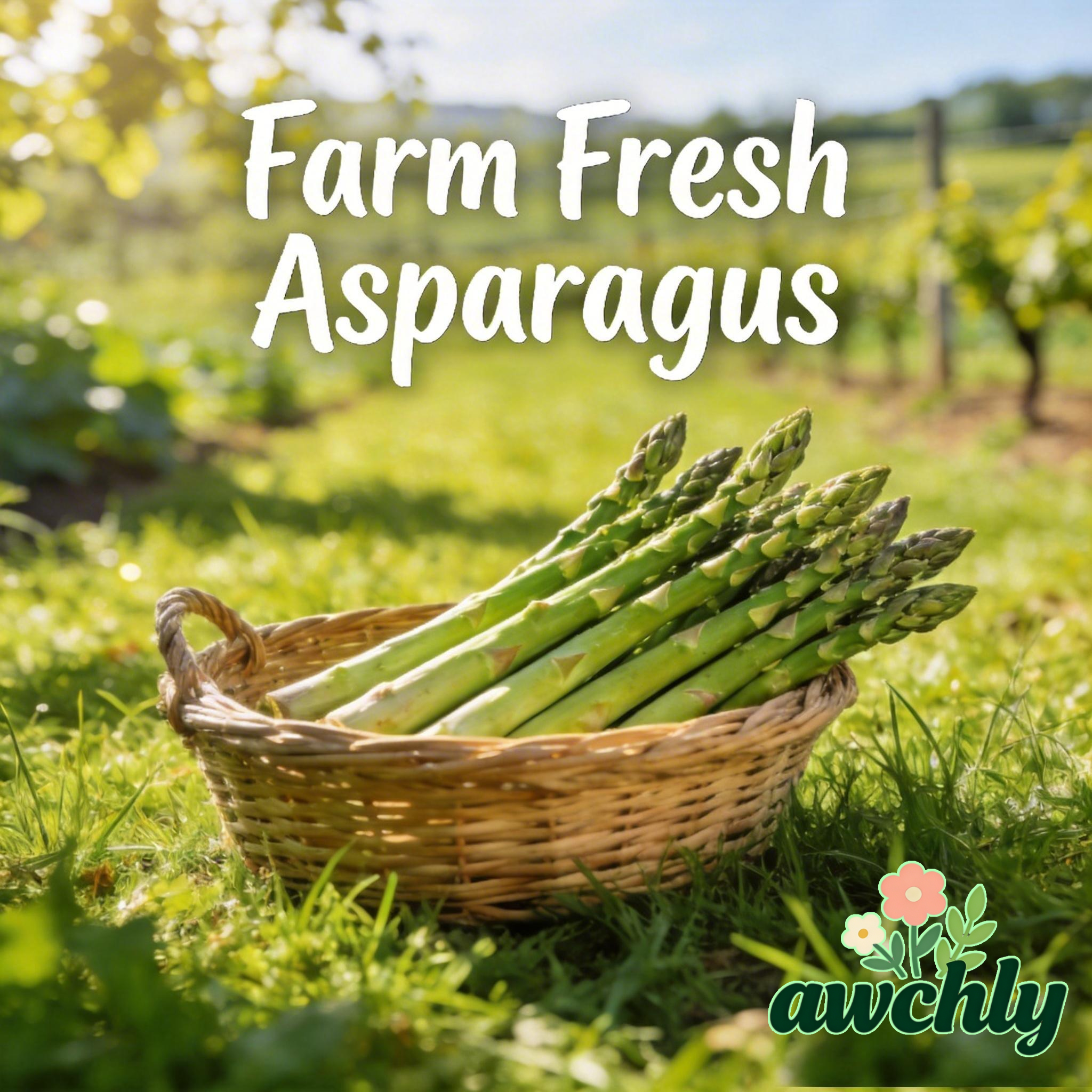 🥦 Graines d’asperges vertes de qualité supérieure – haut taux de germination