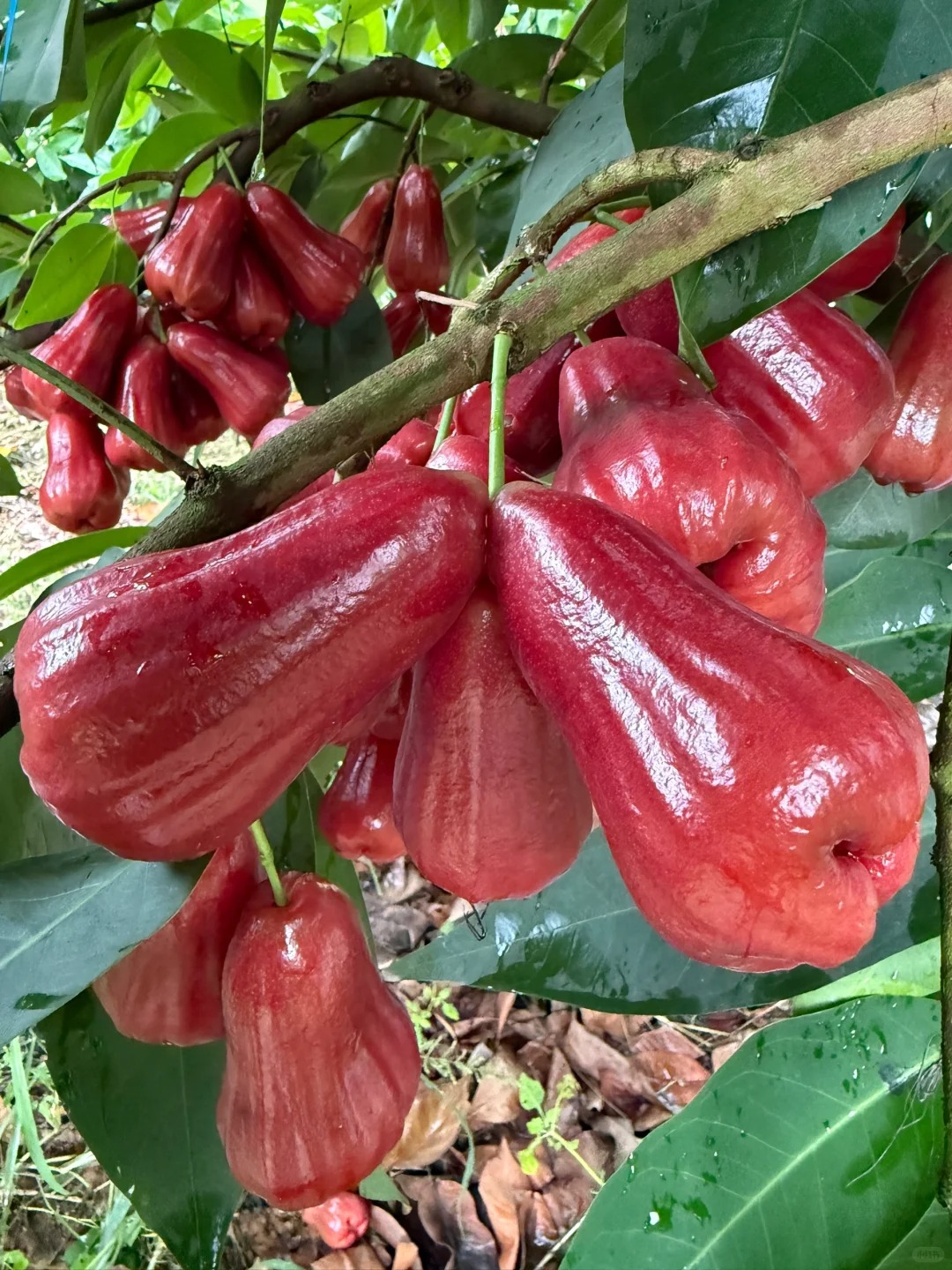 🍃 Graines de jamrosat : Faibles en sucre, juteuses à souhait, pour une douceur sans culpabilité
