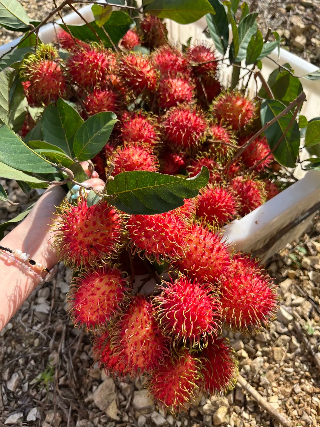 Rambutan | Fruit tropical exotique · Doux et juteux · Saveur rappelant le litchi 🍈🌴