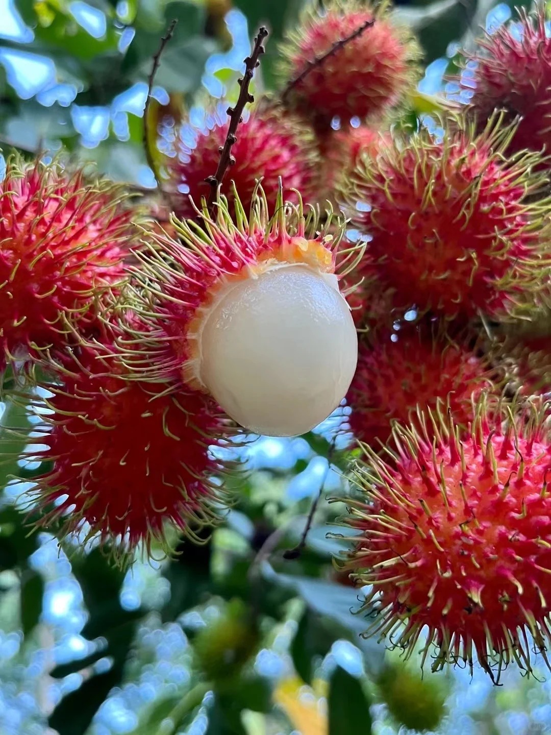 Rambutan | Fruit tropical exotique · Doux et juteux · Saveur rappelant le litchi 🍈🌴