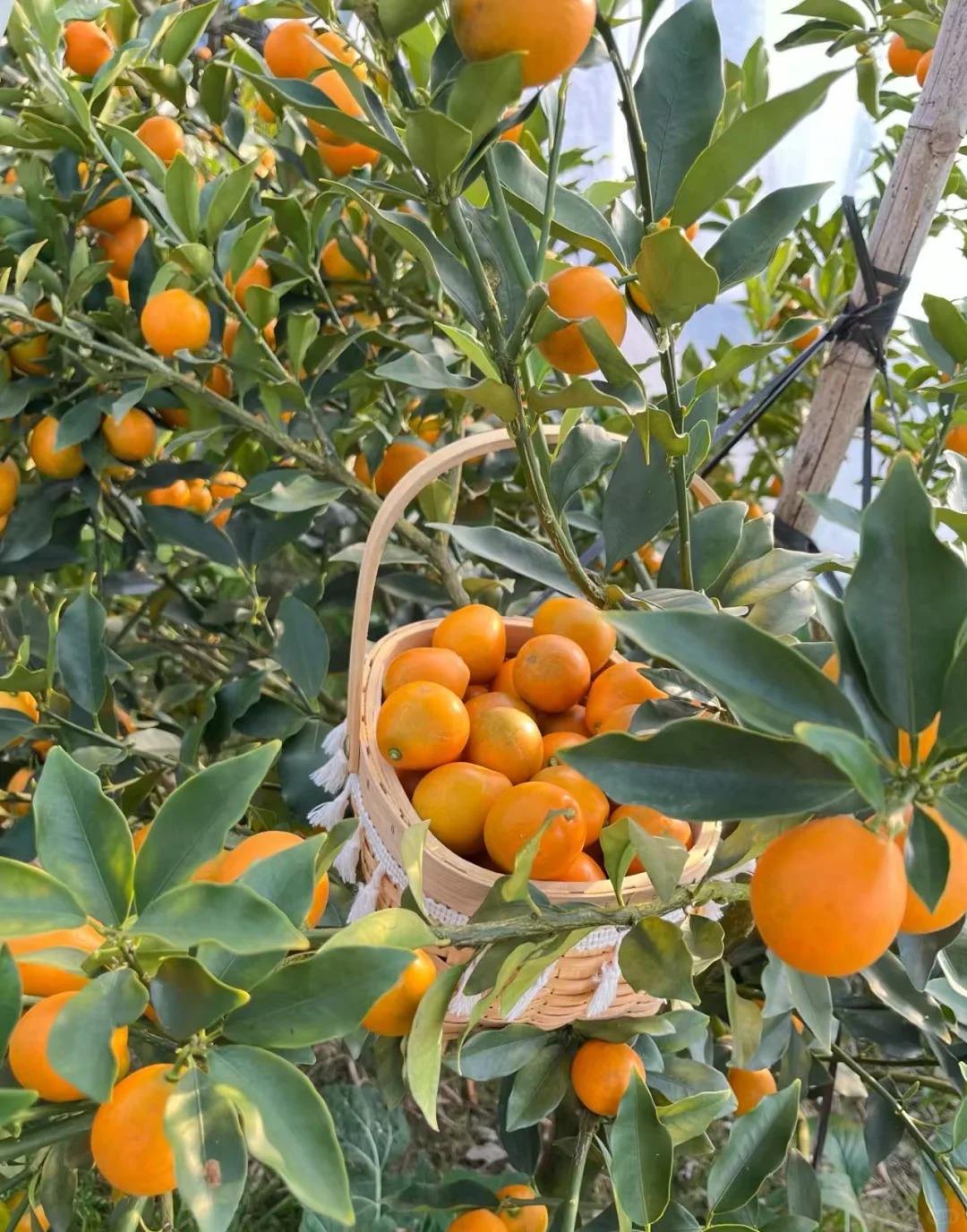 🍊 Graines de kumquat premium – Cultivez chez vous des agrumes nains 🍋, doux et parfumés 🌸✨