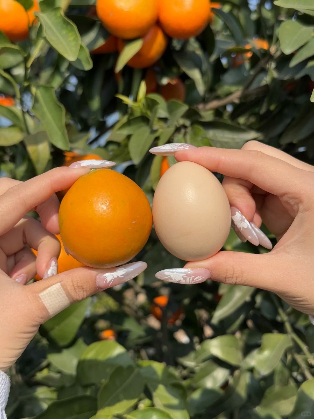 🍊 Graines de kumquat premium – Cultivez chez vous des agrumes nains 🍋, doux et parfumés 🌸✨