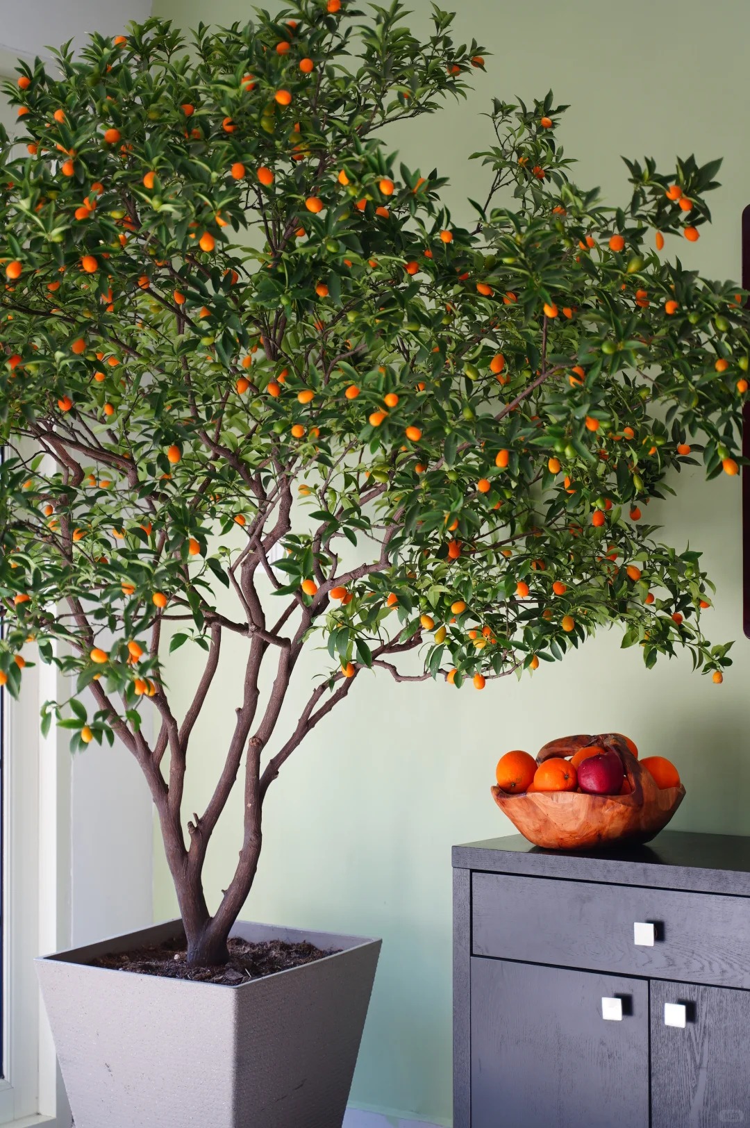 🍊 Graines de kumquat premium – Cultivez chez vous des agrumes nains 🍋, doux et parfumés 🌸✨