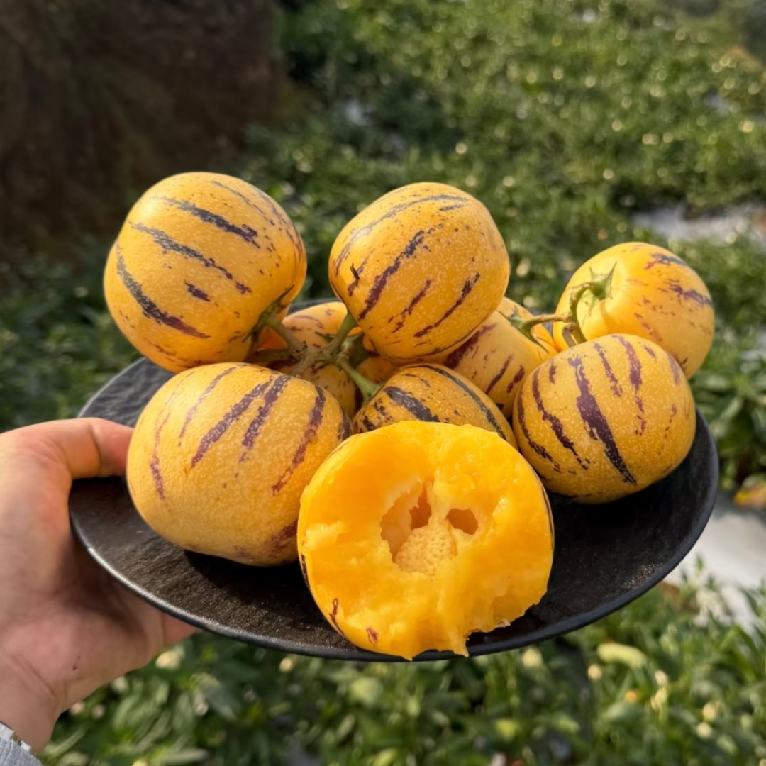 Graines de Pépino Melon 🍈 — Le fruit qui goûte le melon