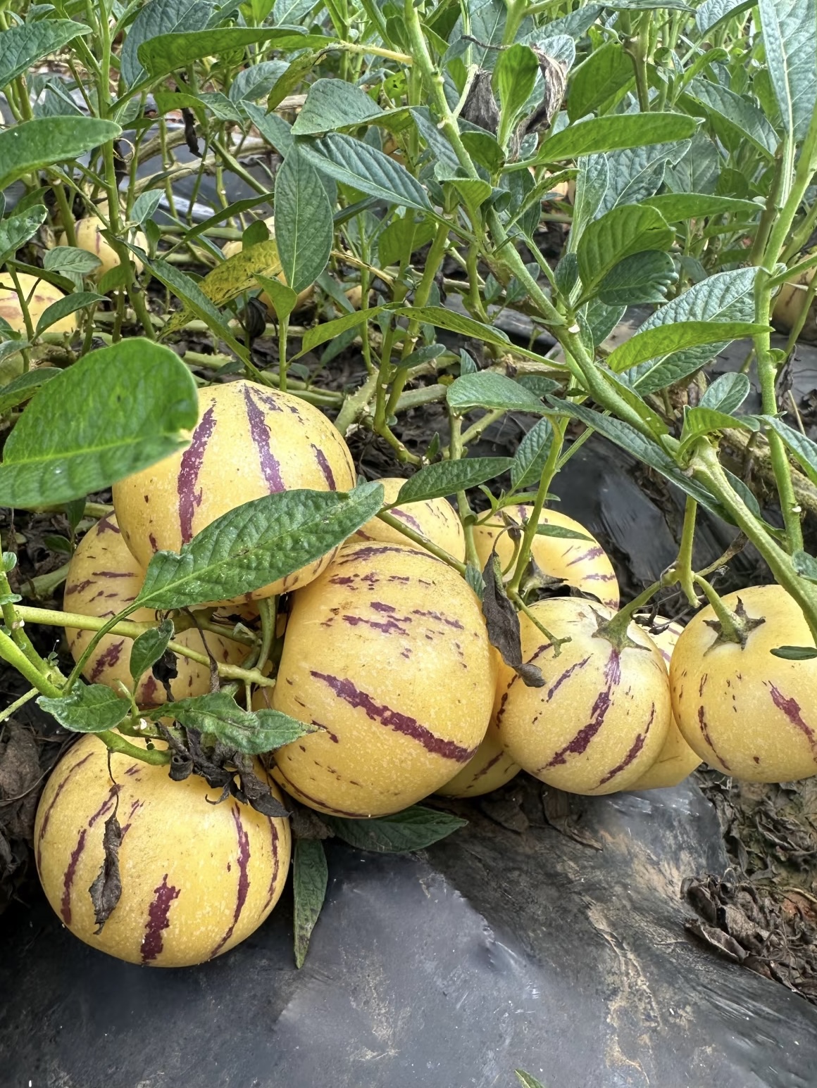 🌿 Graines de baies de ginseng — Faciles à cultiver 🌱