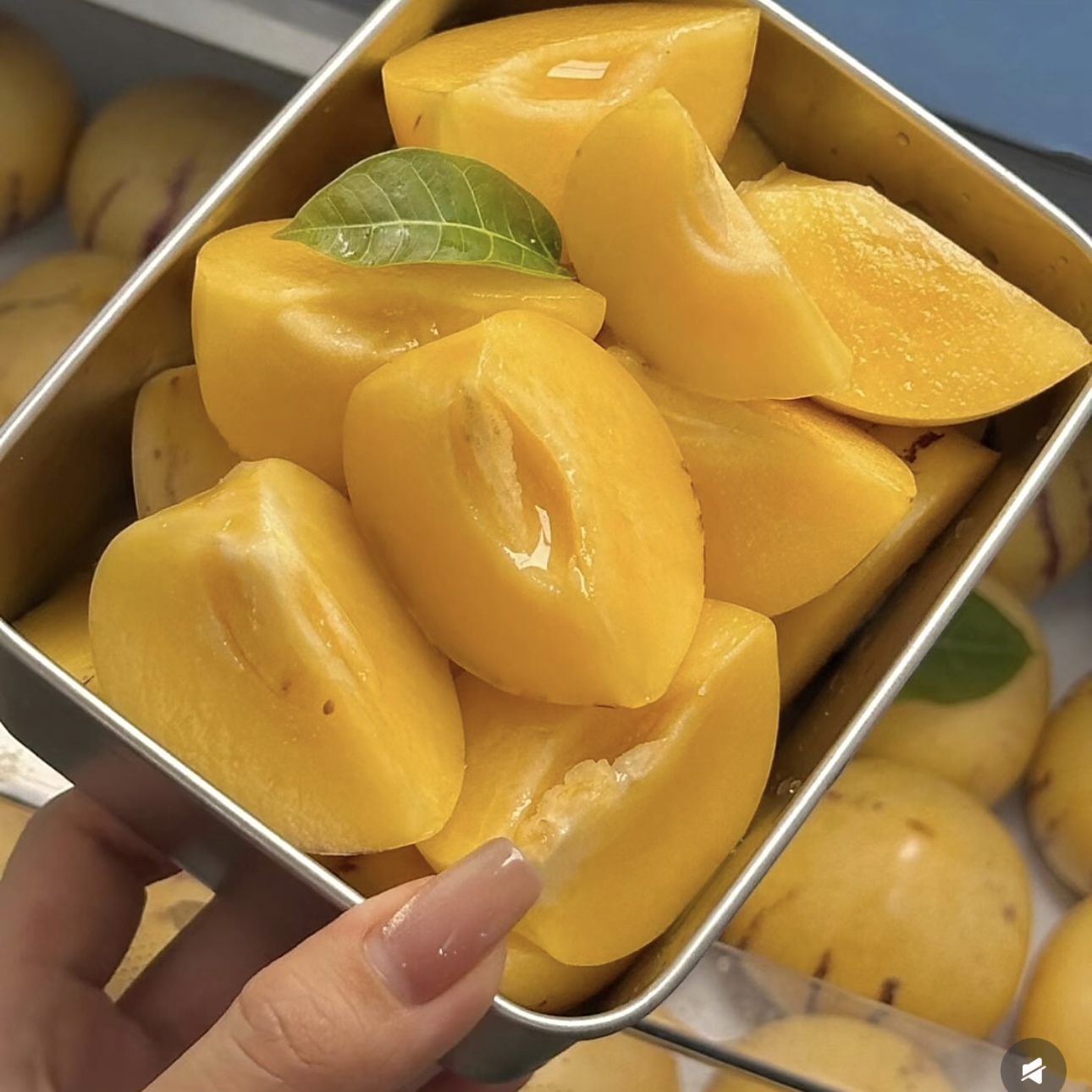 🌿 Graines de baies de ginseng — Faciles à cultiver 🌱