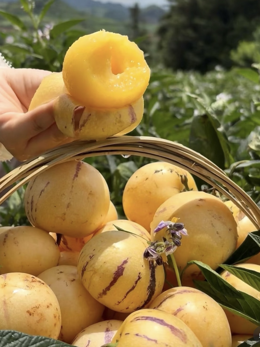 🌿 Graines de baies de ginseng — Faciles à cultiver 🌱