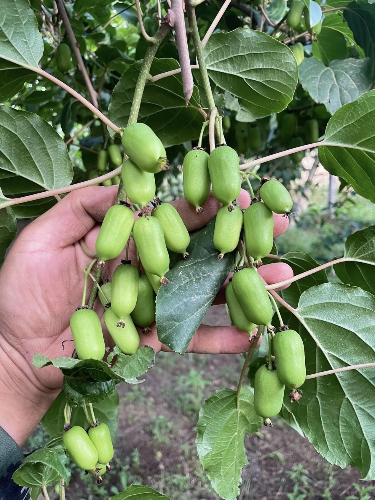 🥝 Kiwi berry · Plante ton propre mini-kiwi 🌱