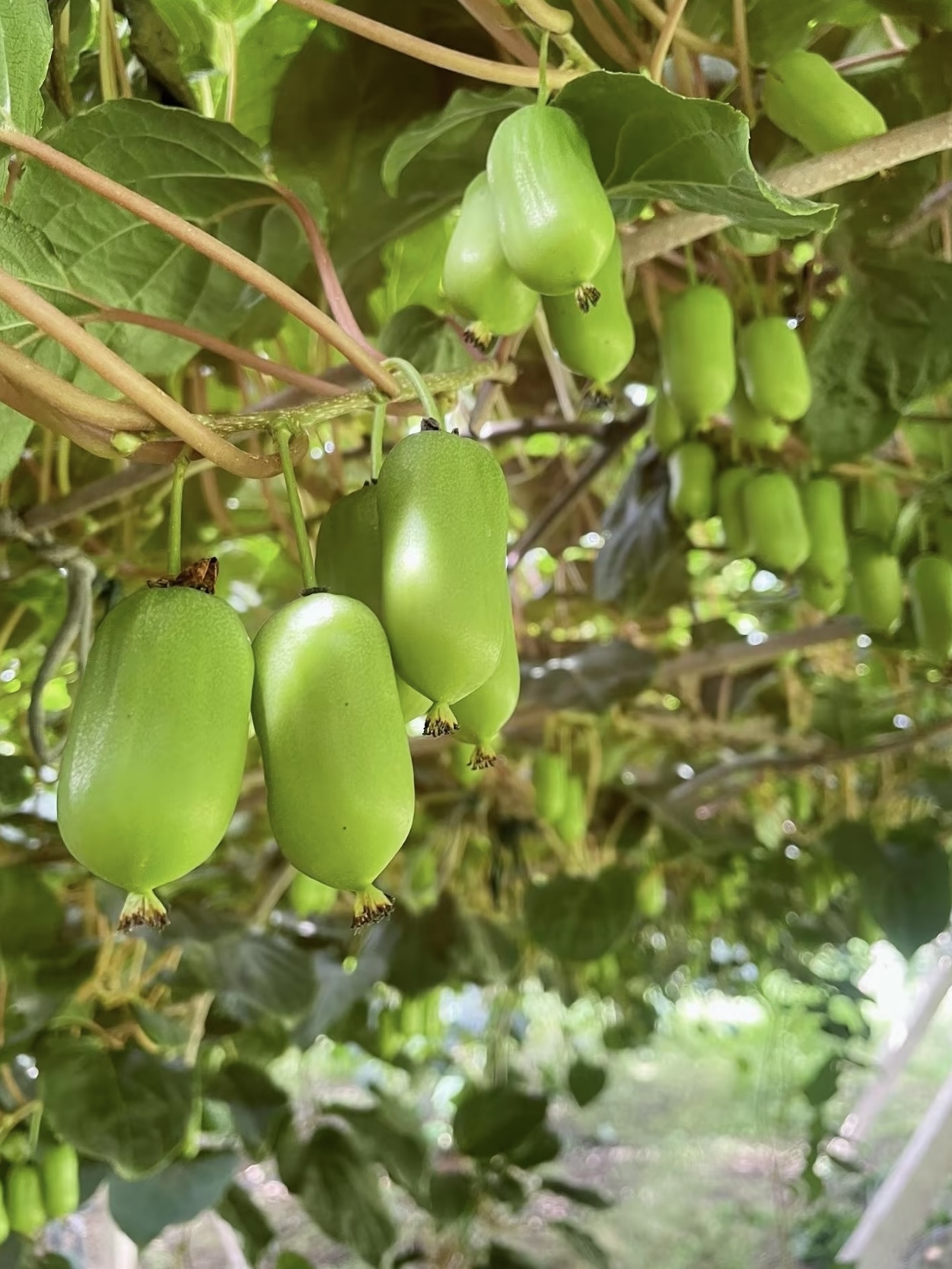 🥝 Kiwi berry · Plante ton propre mini-kiwi 🌱