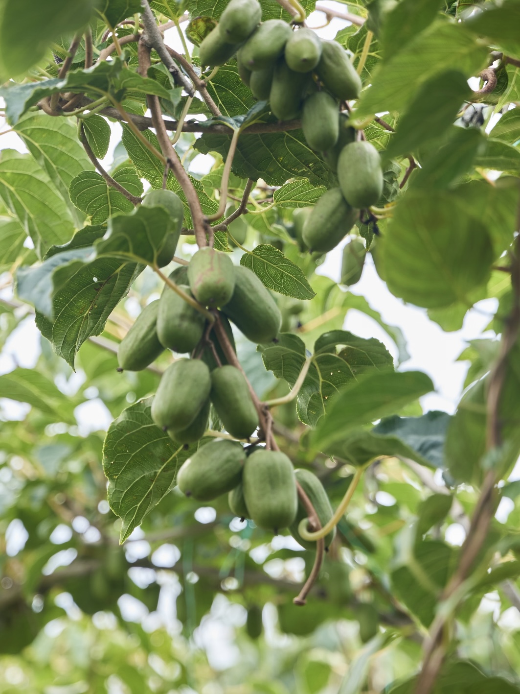 🥝 Kiwi berry · Plante ton propre mini-kiwi 🌱