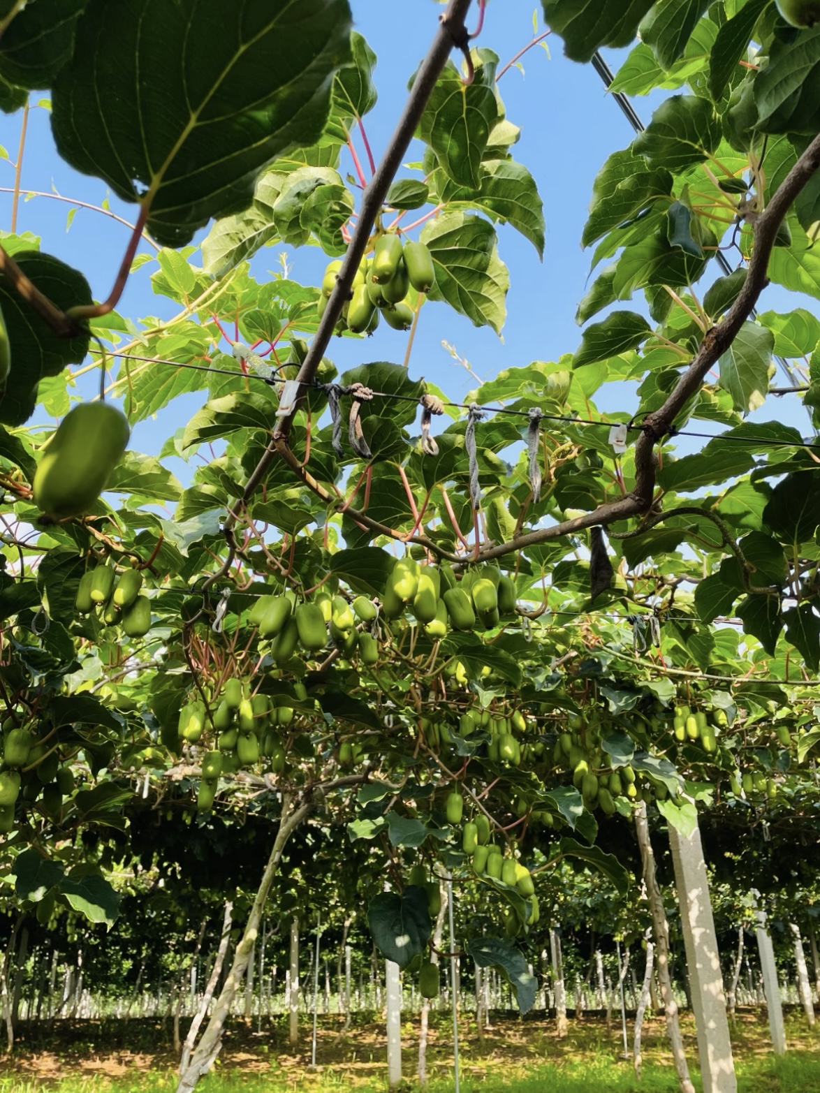 🥝 Kiwi berry · Plante ton propre mini-kiwi 🌱