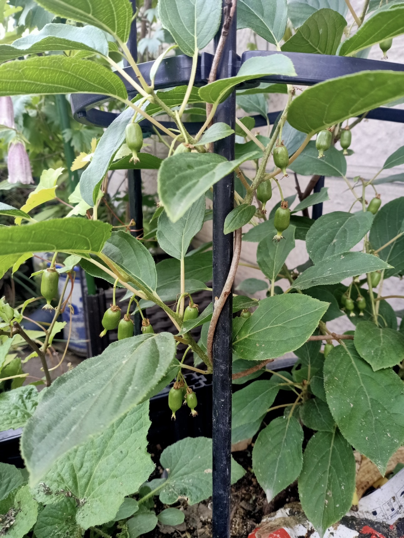 🥝 Graines de Kiwiberry — cultivez votre propre mini-kiwi
